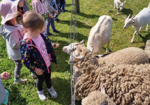 Stefcia karmi owieczki
